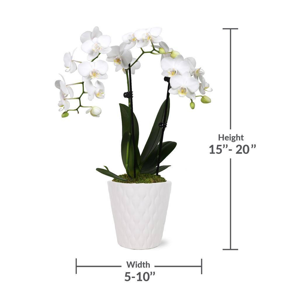 Just Add Ice Orchid (Phalaenopsis) Petite White with Yellow Throat Plant in 3 in. White Ceramic Pottery J5004