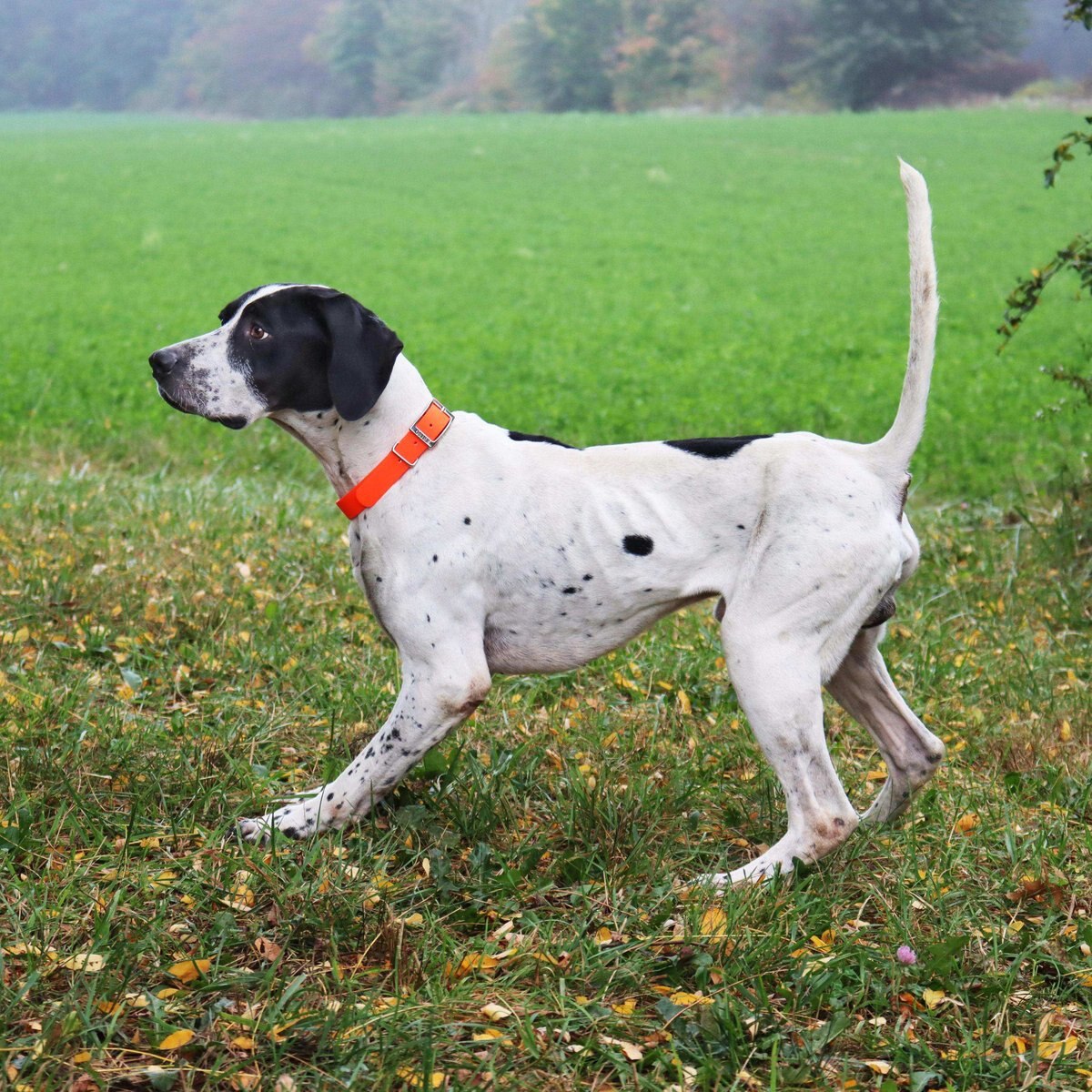 Water and Woods Waterproof Hound Dog Collar