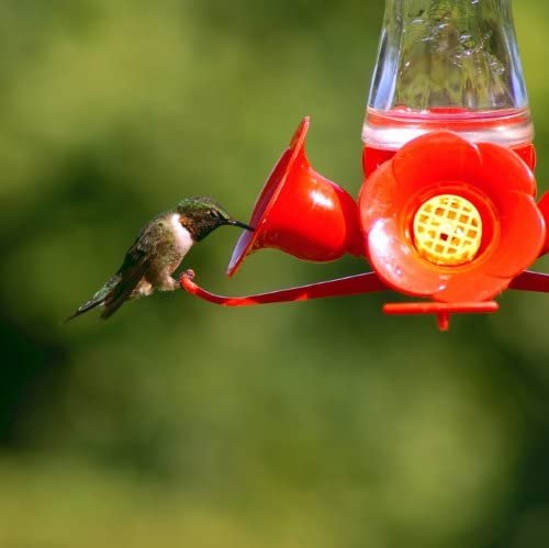 Perky-Pet Pinch-Waist Glass Hummingbird Feeder 203CP 8oz