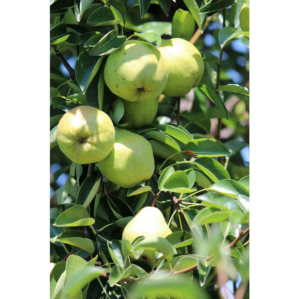 Online Orchards Dwarf Bartlett Pear Tree Bare Root FTPR001