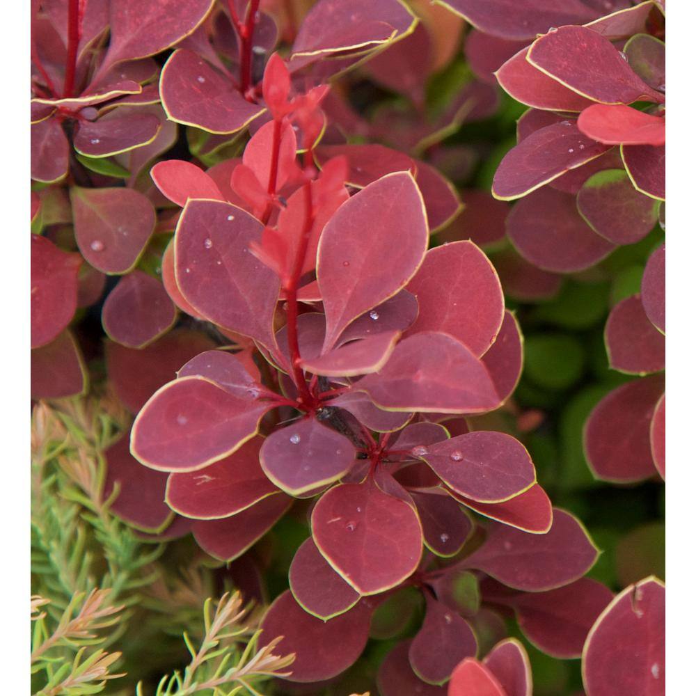 SOUTHERN LIVING 2.5 Qt. Orange Rocket Barberry Live Deciduous Plant Coral to Ruby Red Foliage 0433Q