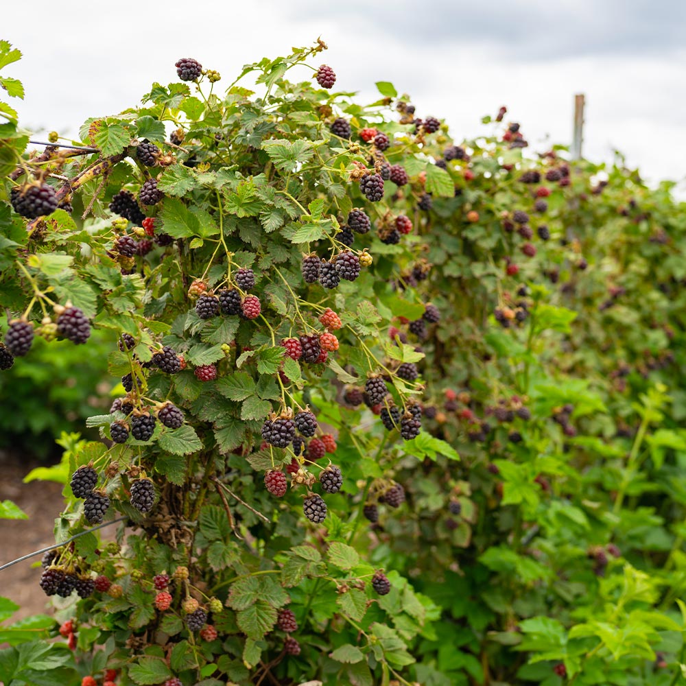 Thornless Blackberry