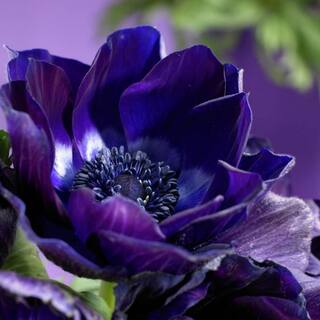 VAN ZYVERDEN Wind Flowers Anemones Darkest Blue Bulbs (Set of 25) 11151