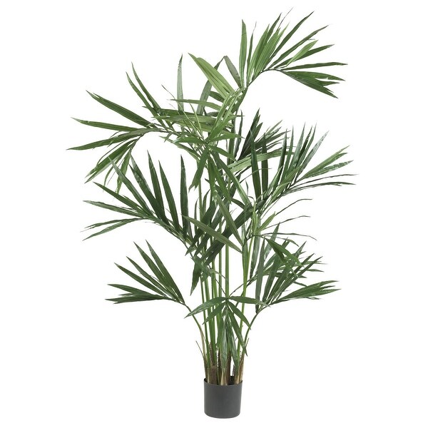 6' Kentia Palm Tree x 12 w/218 Lvs