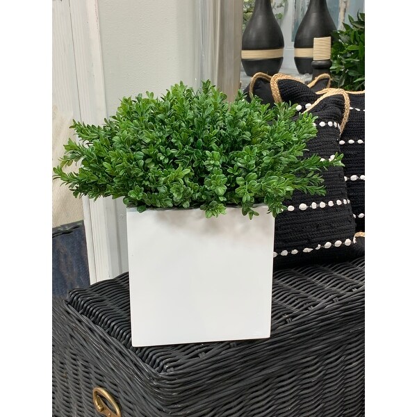 UV Rated Outdoor Boxwood in a Square Fiberstone Pot