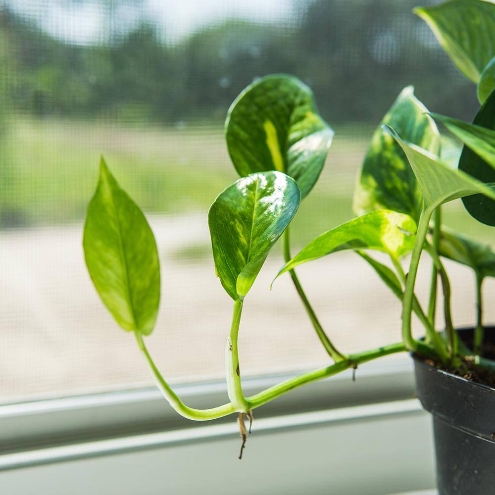 Perfect Plants Golden Pothos Devils Ivy Plant in 6 in. Grower's Pot (2-Pack) THD00403