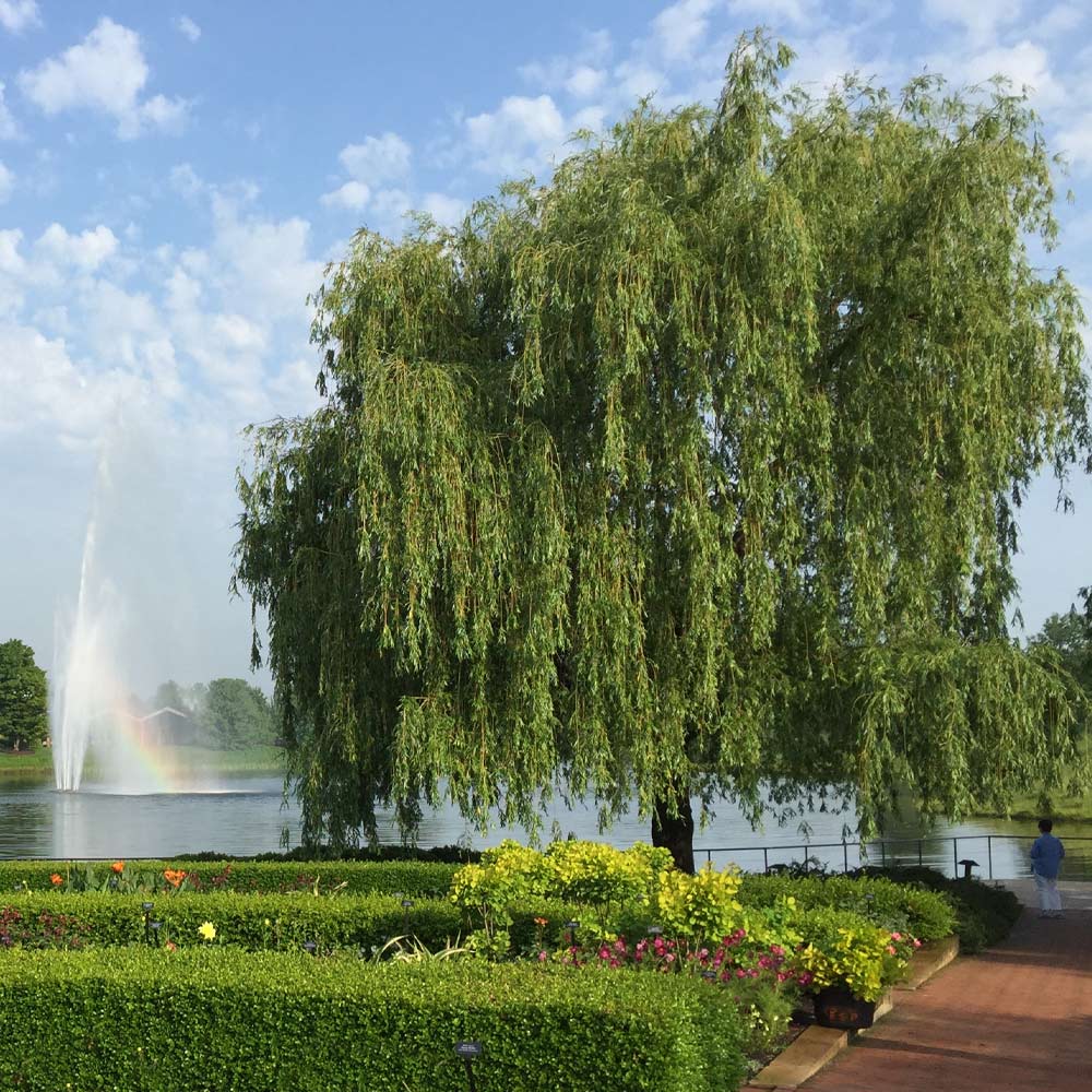 Weeping Willow