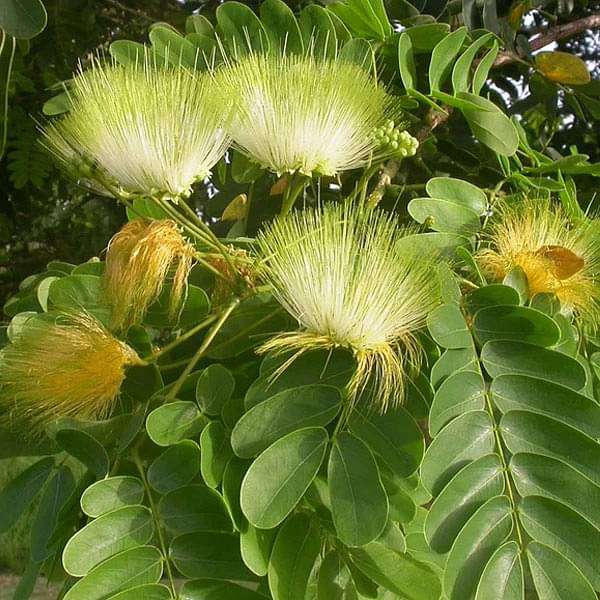 Albizia Lebbeck, Frywood - 0.5 kg Seeds