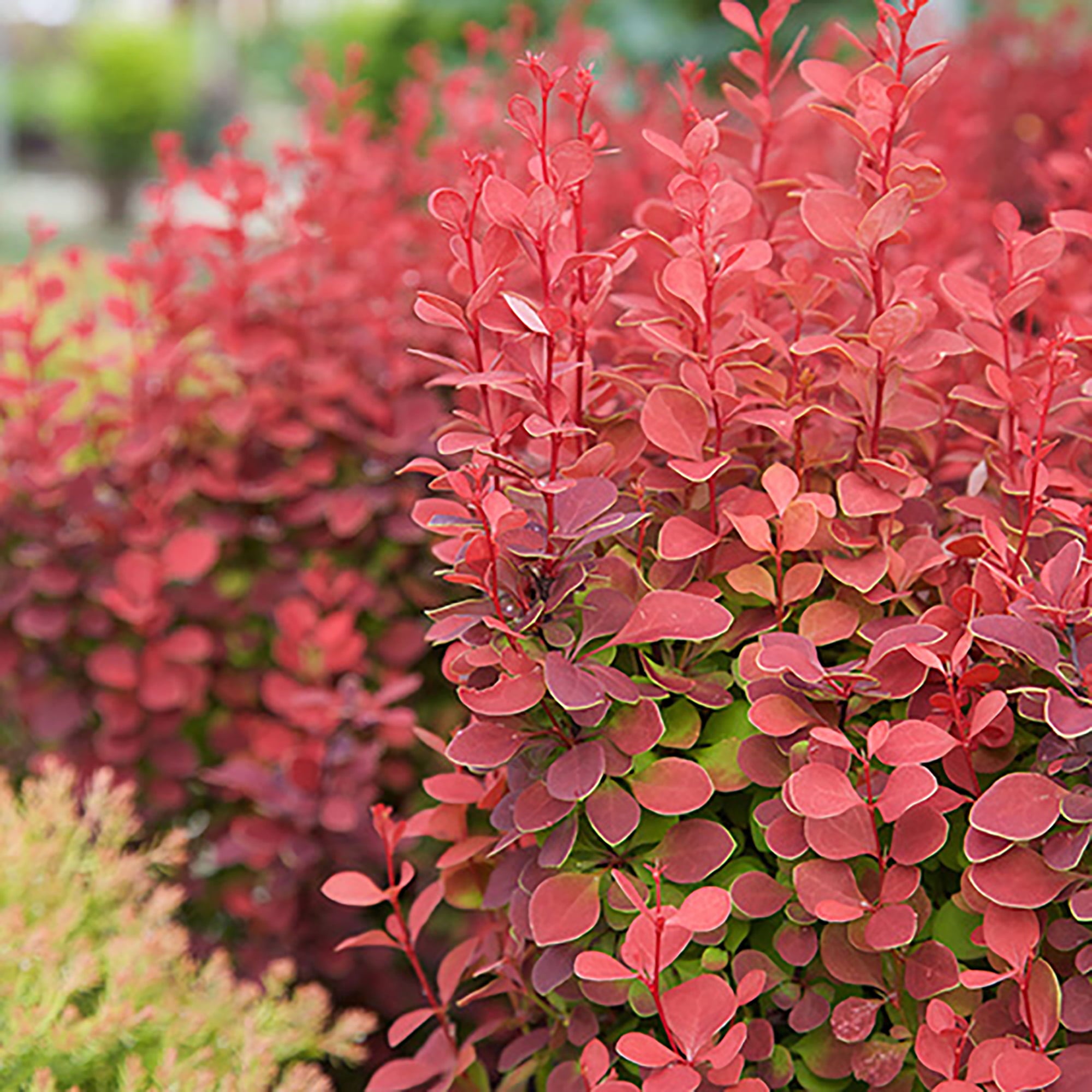 Southern Living Barberry Orange Rocket Live Shrubs (2 Gallon)