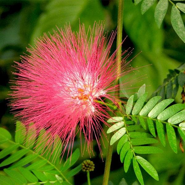 Albizia saman, Rain Tree, Gulabi Siris - Plant