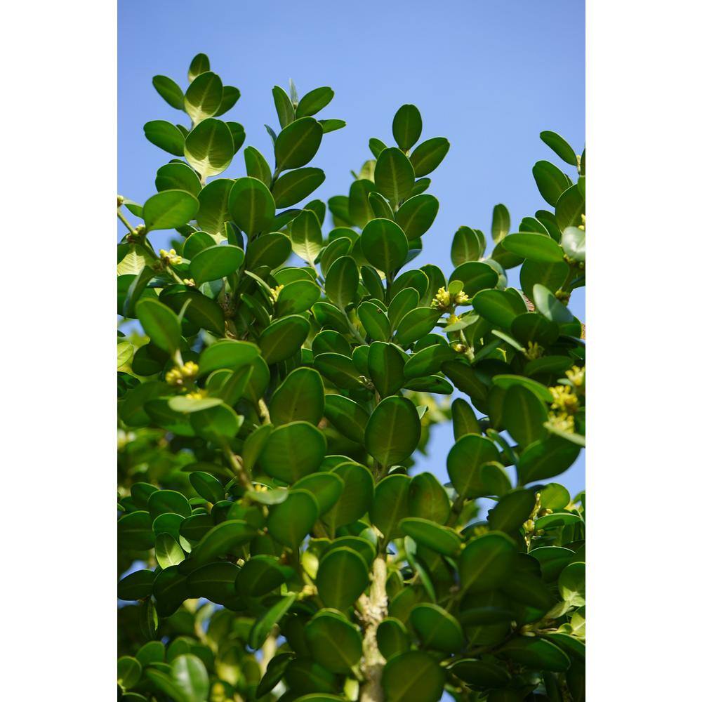 Online Orchards 1 Gal. Winter Gem Boxwood Shrub Beautiful Hardy Especially Colorful in Winter EGBX001