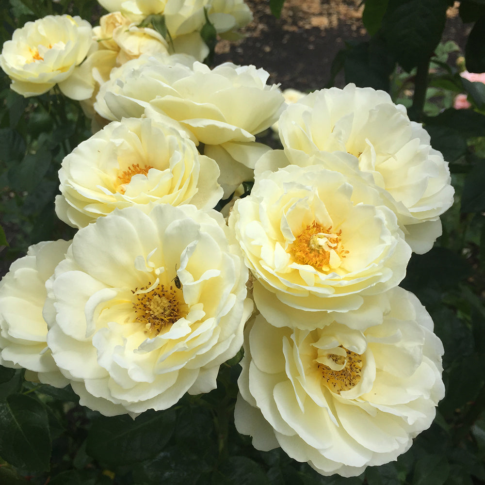 Heirloom Roses - Good Ol' Summertime™ Shrub Rose - Yellow Live Plant For Outdoors