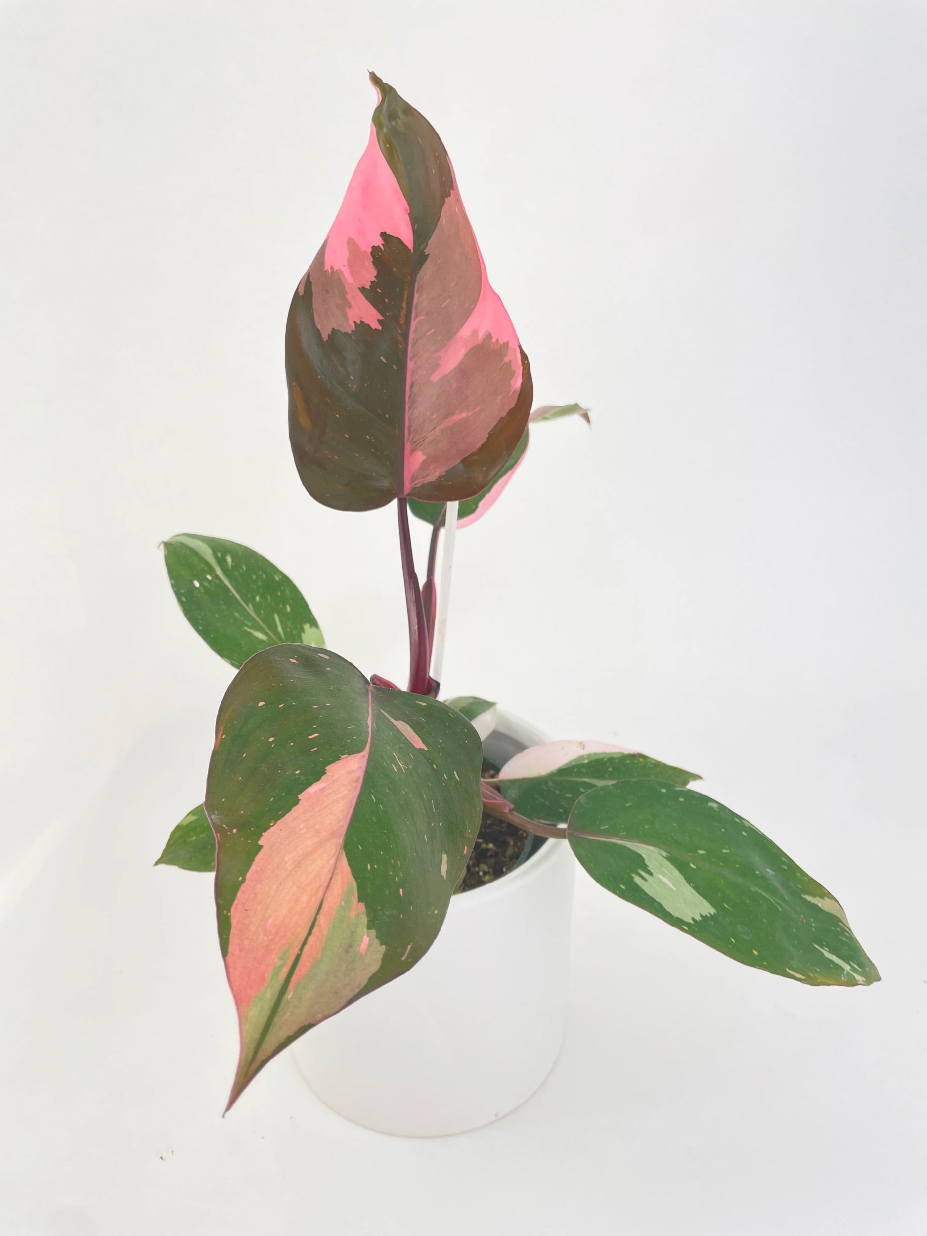 Philodendron Pink Princess