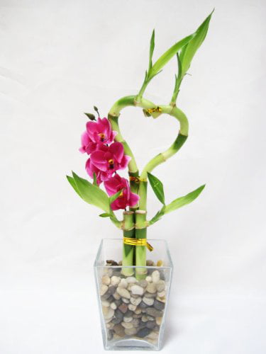 9GreenBox - Live Heart Style Lucky Bamboo Arrange w/ Glasses Vase Pebble Silk Orchid