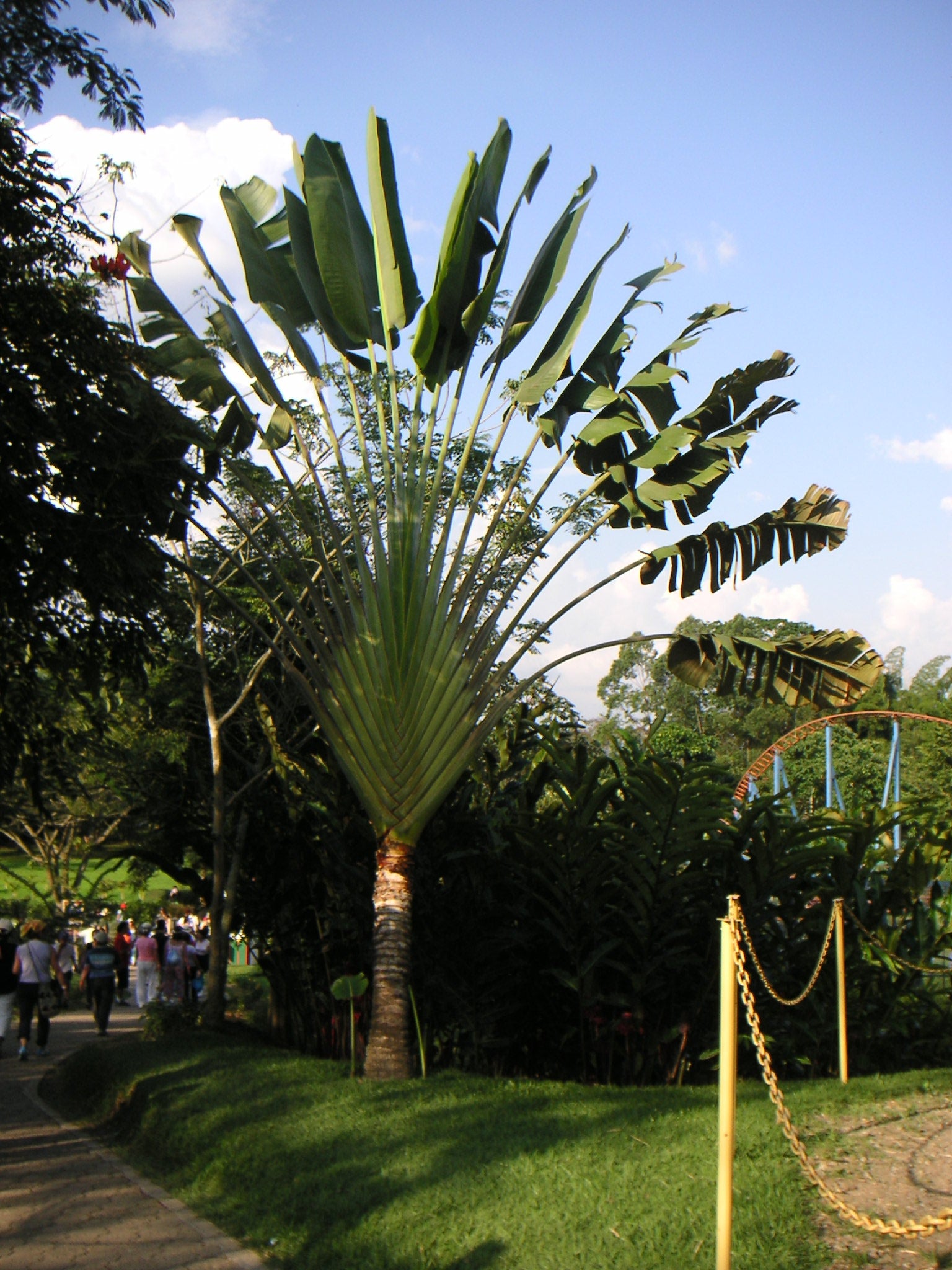 Traveler's Palm - Live Plant in a 3 Gallon Growers Pot - Ravenala Madagascariensis - Extremely Rare Ornamental Palms of Florida