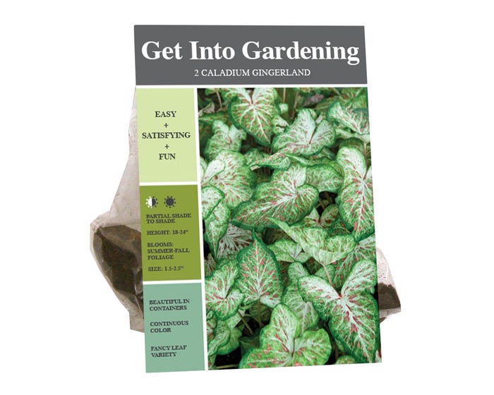 Van Zyverden Inc. Caladium Gingerland 09217