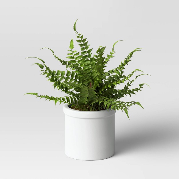 Small Boston Fern