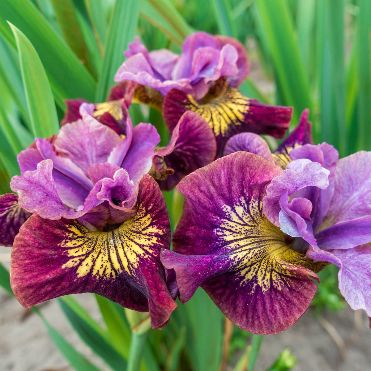 Miss Apple Siberian Iris Dormant Bare Root Perennial Plant， 1-Pack