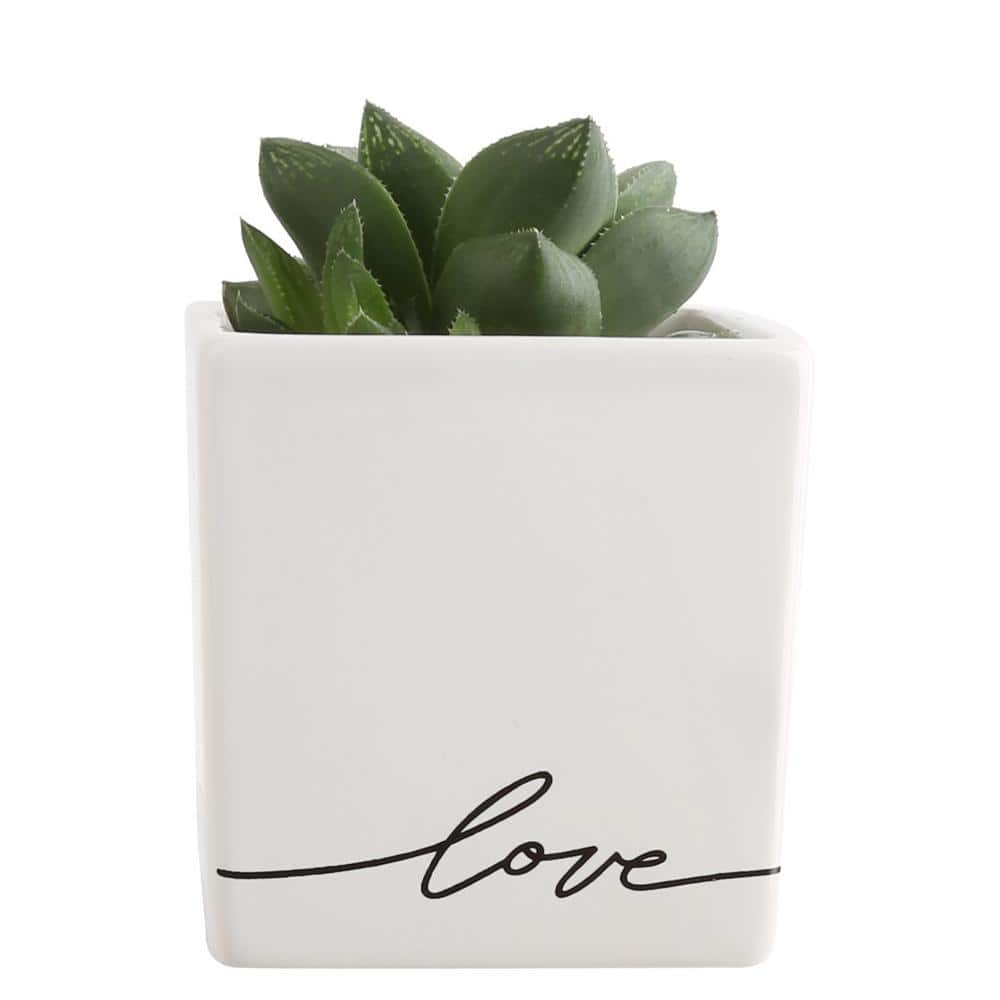 Costa Farms Grower's Choice Echeveria Indoor Succulent Plant in 2.5 in. Love Ceramic Pot， Avg. Shipping Height 3 in. Tall CO.ECH2.5.LOVE