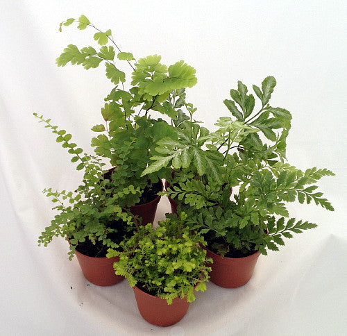 Mini Ferns for Terrariums/Fairy Garden - 5 Different Plants-2