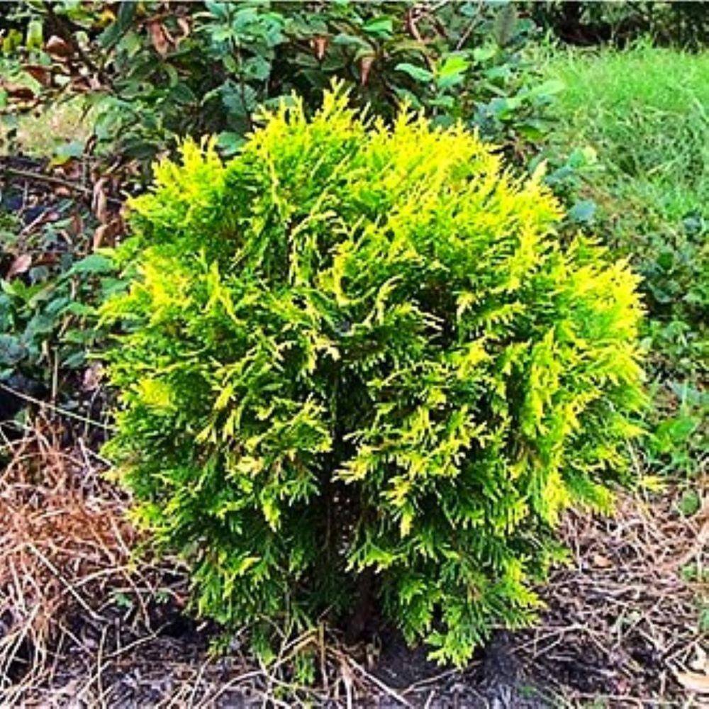2.25 Gal. Golden Globe Arborvitae Evergreen Shrub With Bright Yellow Foliage (1 each) O882003