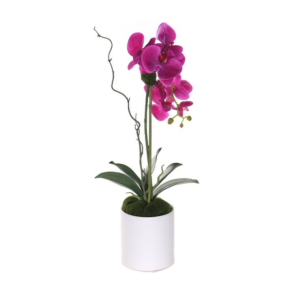 Purple Phalaenopsis Orchid in White Cylinder Pot