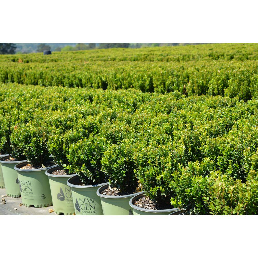 NewGen 3 Gal. Freedom Boxwood (Buxus) Live Plant Easy Care Evergreen Deer Resistant Shrub with Round Glossy Green Leaves 10432