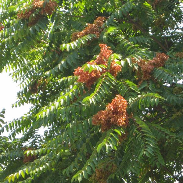 Ailanthus Excelsa, Mahaneem - 0.5 kg Seeds