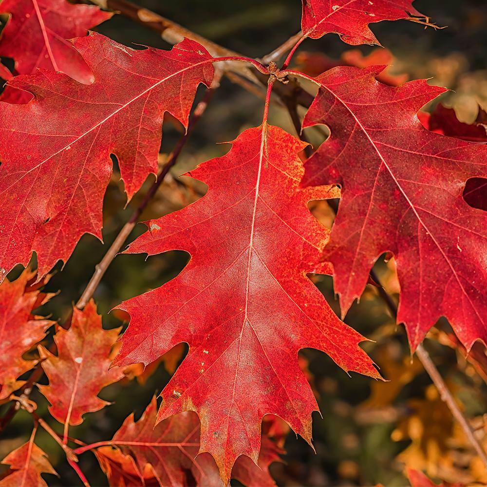 5 Gal. Northern Red Oak Deciduous Shade Tree OAKNOR05G