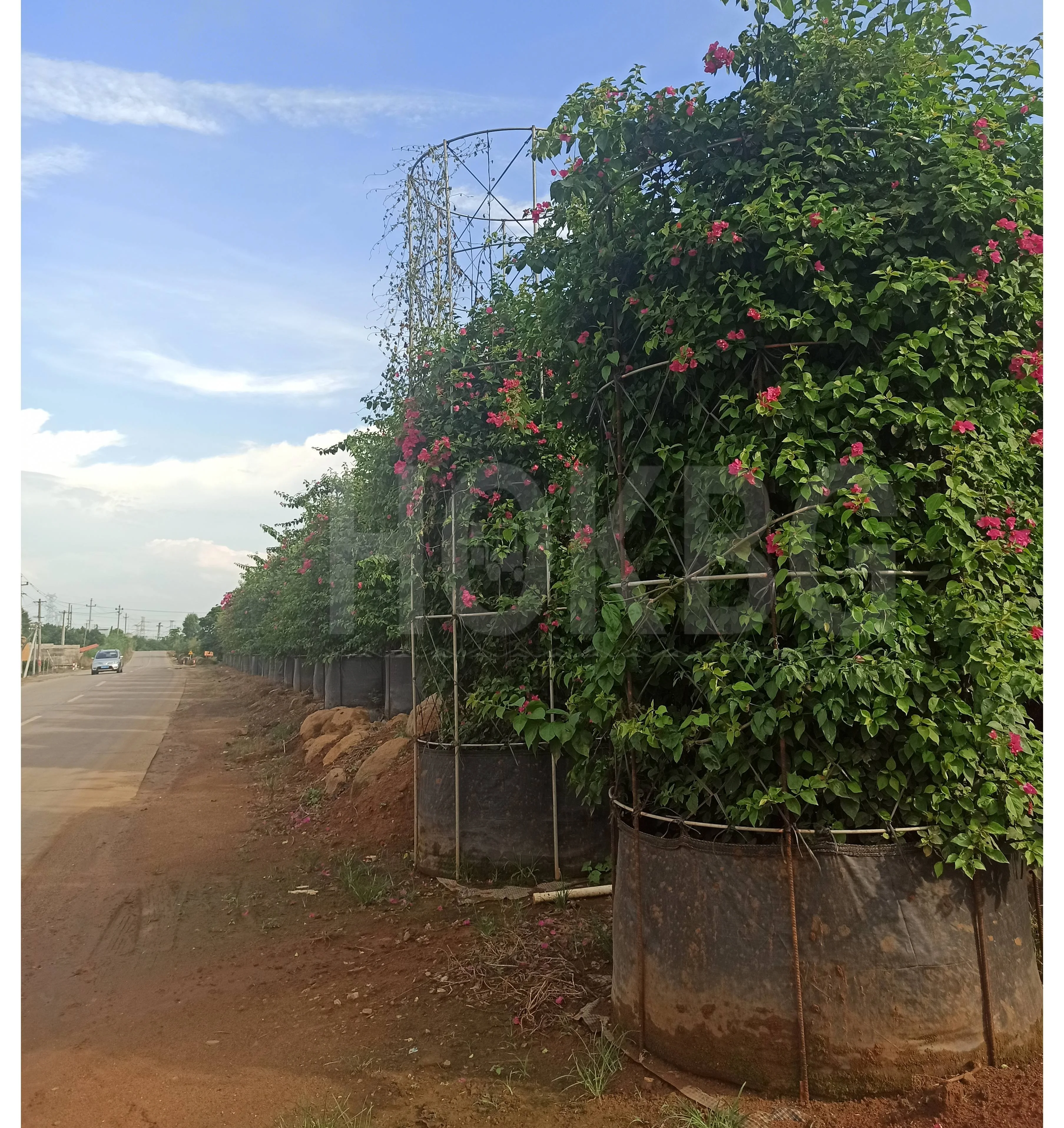 HOKBG 200 Gallon 760 Litre easy use heavy duty planting bag Bougainvillea spectabilis Willd nursery grow bag