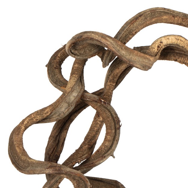 Coiled Vine Dried