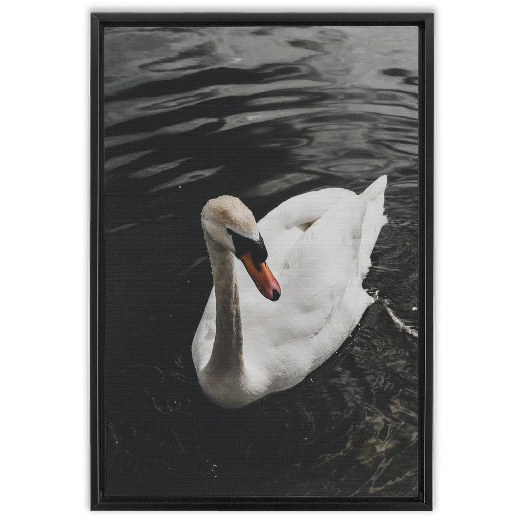 Swan Framed Canvas