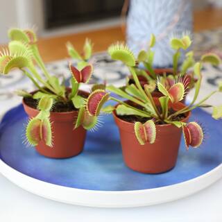 ALTMAN PLANTS 3 in. Venus Flytrap (3-Pack ) 0881352