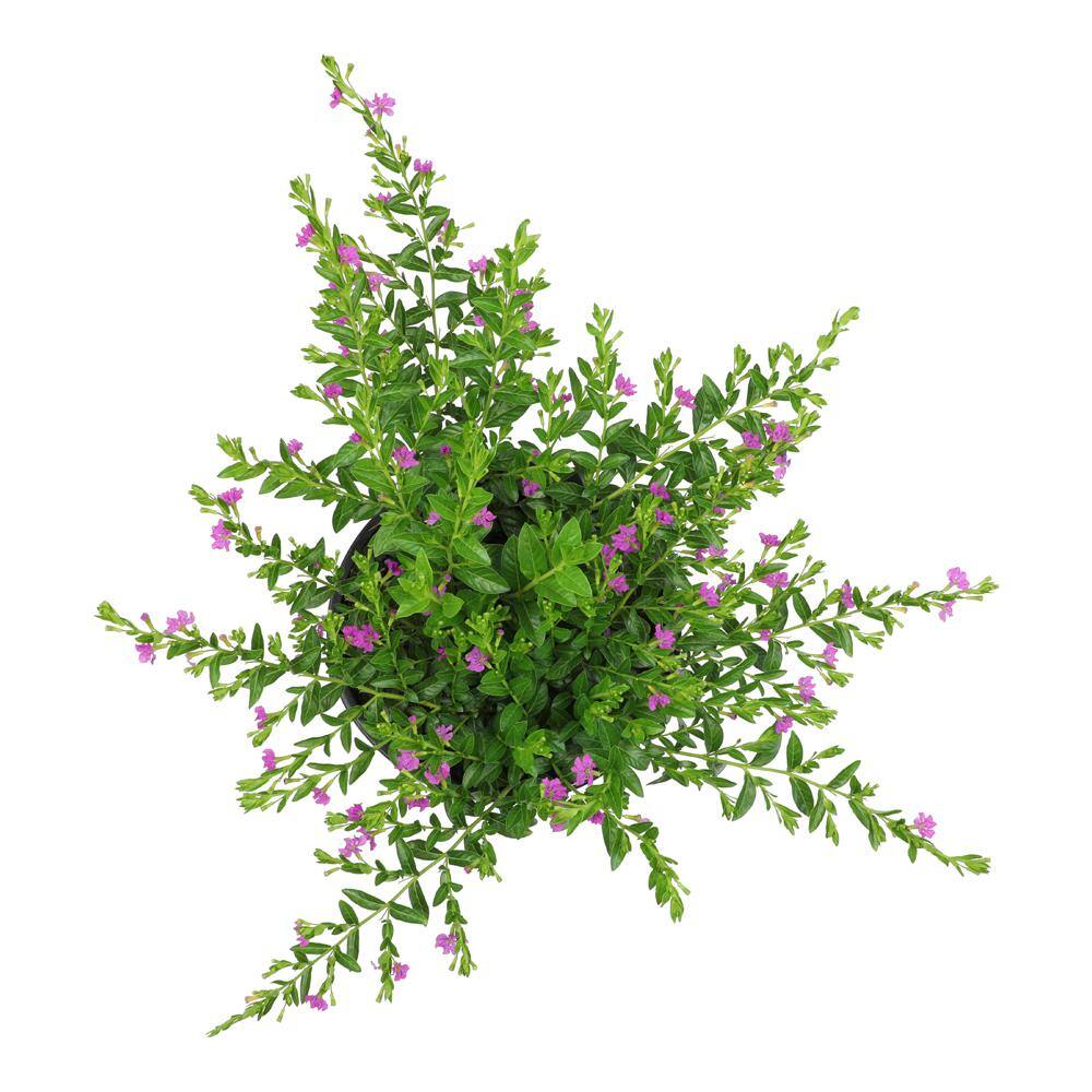 ALTMAN PLANTS 1 Gal. Cuphea Hyssopifolia Lavender Plant 0881259