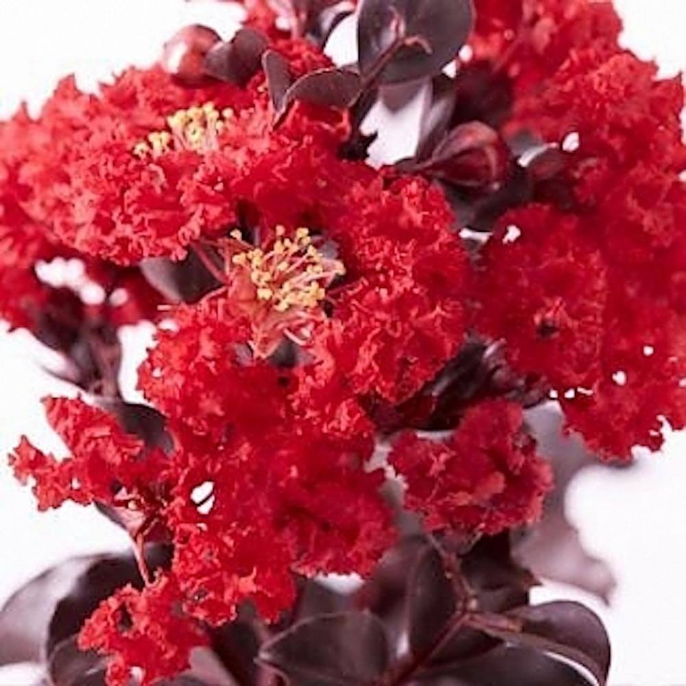 BLACK DIAMOND 2 Gal. Best Red Deciduous Crape Myrtle Tree 19054
