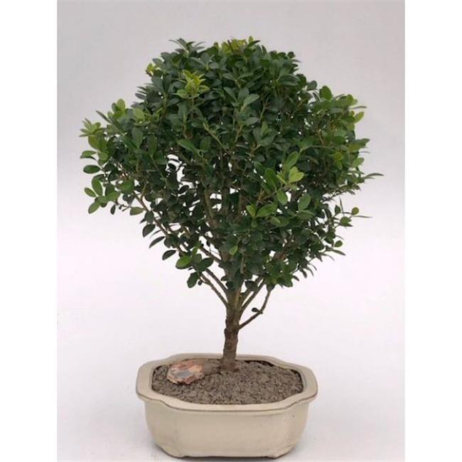 Bonsai Boy e3233 Dwarf Japanese Holly Tree - Ilex Crenata Piccolo