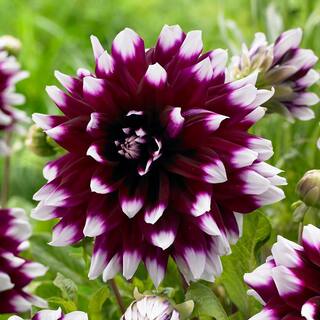 VAN ZYVERDEN Dahlias Mystery Day Bulbs (Set of 5) 84121