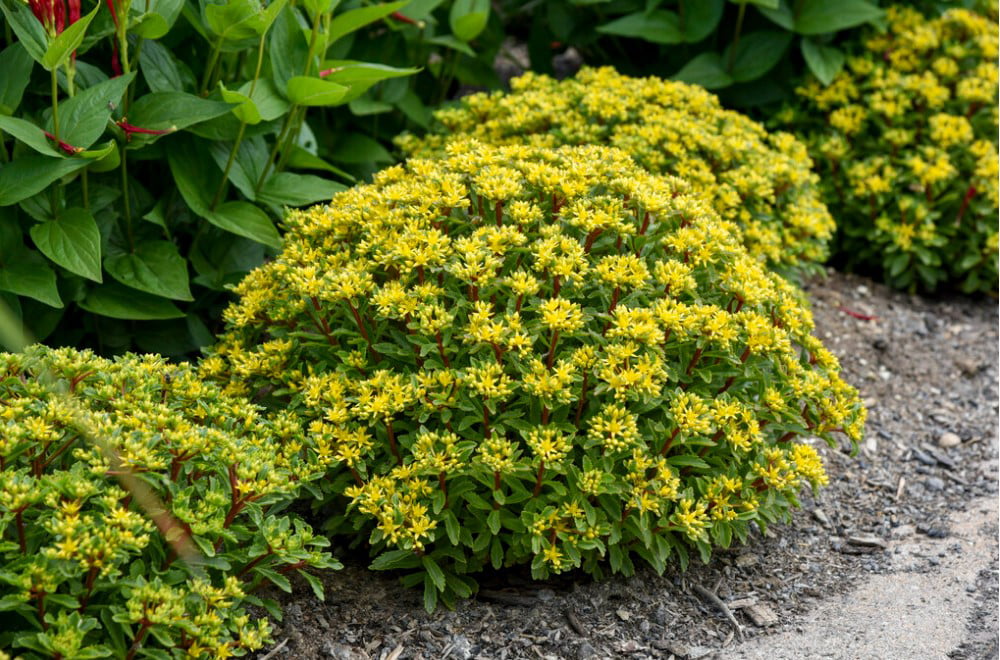 0.65 Gal， Rock 'N Round™ 'Bright Idea' Stonecrop (Sedum)， Live Plant， Yellow flowers and Green Foliage