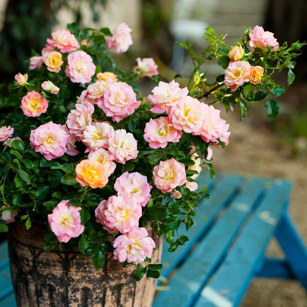 Drift 2 Gal. Peach Drift Rose Bush with Pink-Orange Flowers 13194