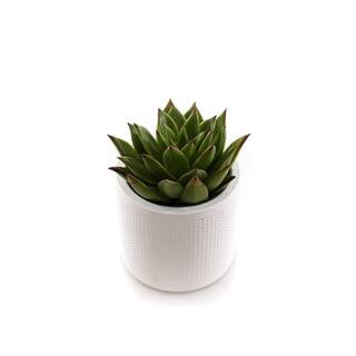 4 in. Assorted Succulent Set in White Dot Pot (2-Pack) SUCCLYAS39CMSWD