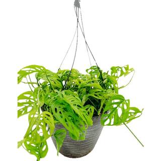 Vigoro 12 in. Tropical Foliage Swiss Cheese Monstera Adansonii Plant in Hanging Basket 88444