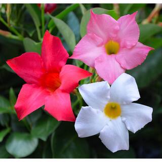 Rio 0.9 Gal. (#9) Dipladenia Flowering Annual Shrub with Assorted Colored Blooms 1001319361