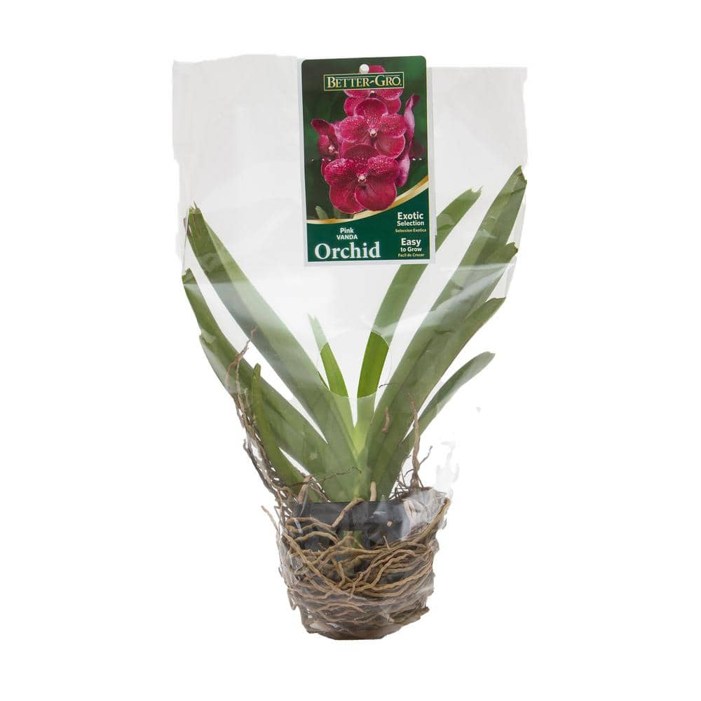 Better-Gro 4 in. Orchid Pink Vanda Package Plant Plastic Basket 20329