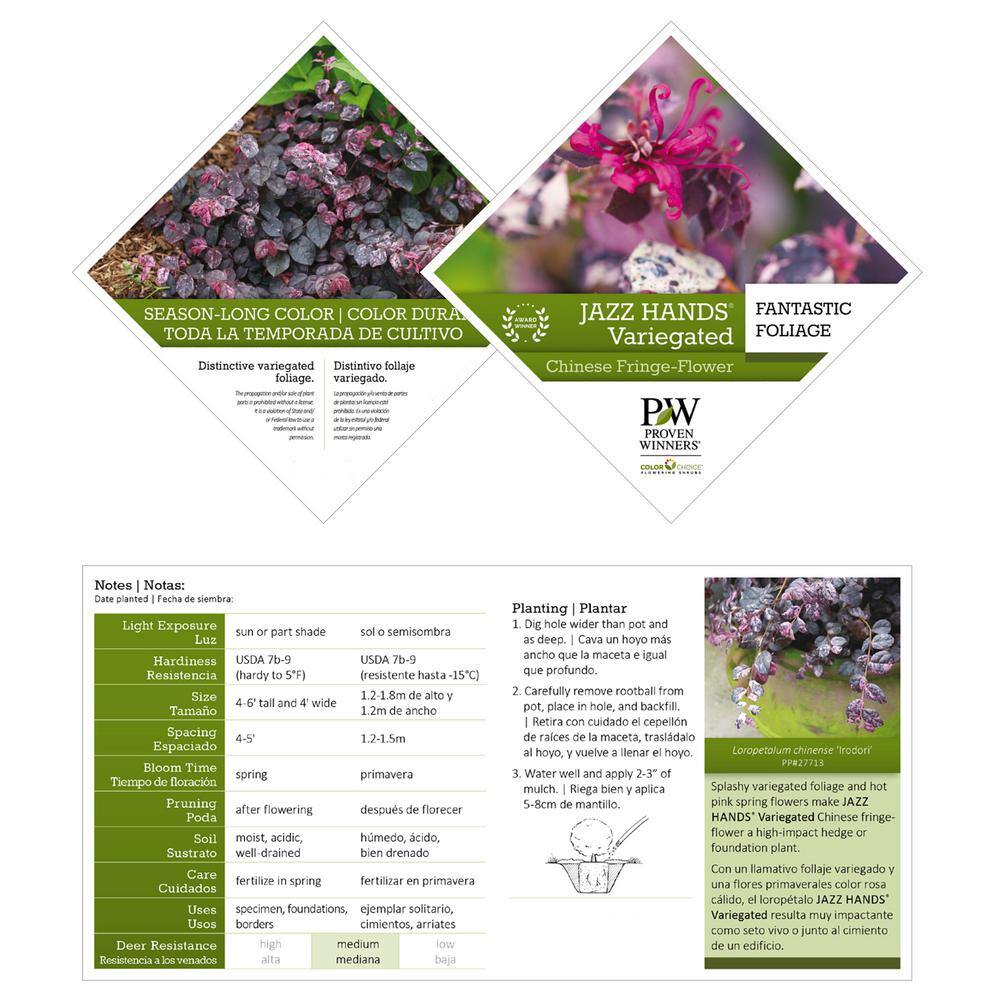 PROVEN WINNERS 2 Gal. Jazz Hands Loropetalum Shrub with Pink Flowers 14053