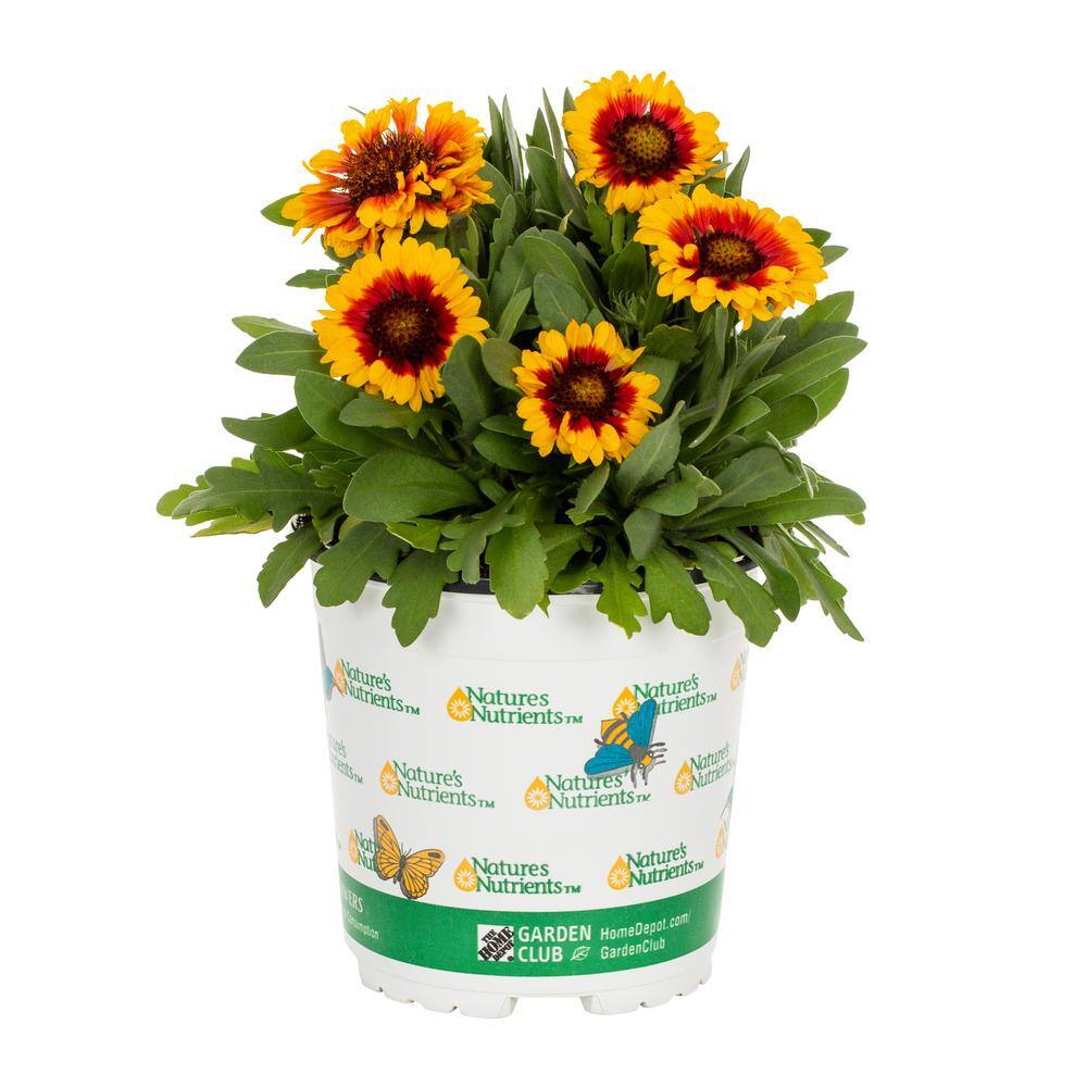 METROLINA GREENHOUSES 2.5 Qt. Spintop Yellow Halo Blanket Flowers Plant 82332