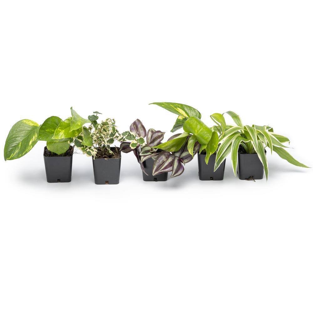 ALTMAN PLANTS 2 in. Assorted Mini-Foliage (6-Pack) 0881360