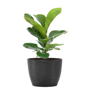 United Nursery Little Fiddle Leaf Fig Live Ficus Lyrata Plant in 6 inch Premium Sustainable Ecopots Dark Grey Pot FLYRATASH6DG