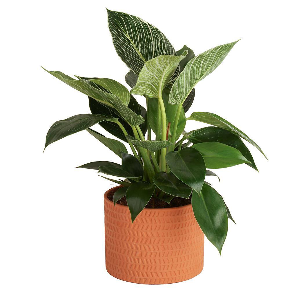 Costa Farms Philodendron Birkin Indoor Plant in 6 in. Ceramic Pot Avg. Shipping Height 1-2 ft. Tall CO.3.PHBIR.TT