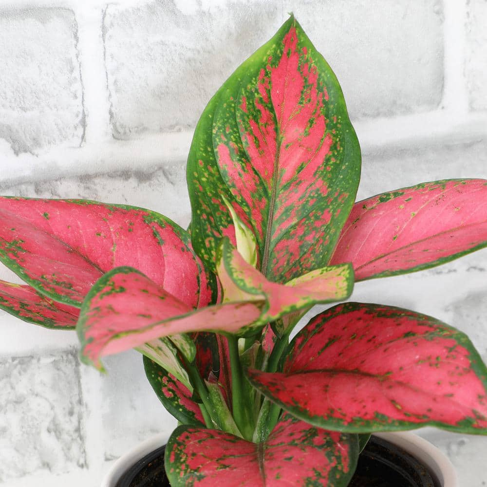 ALTMAN PLANTS 4.25 in. Pink Chinese Evergreen Aglaonema Beauty Live House Plant in Grower Pot 0873015