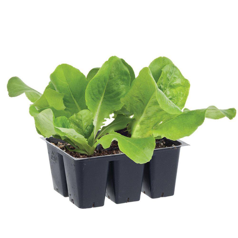 Bonnie Plants 1.19 qt. Buttercrunch Lettuce Live Plant 0052